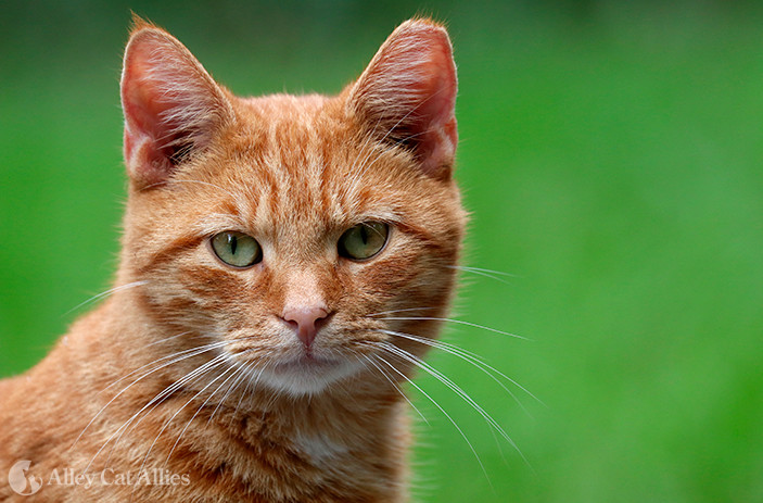 A close up of a cat  AI-generated content may be incorrect.